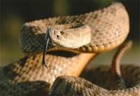 Rattlesnake